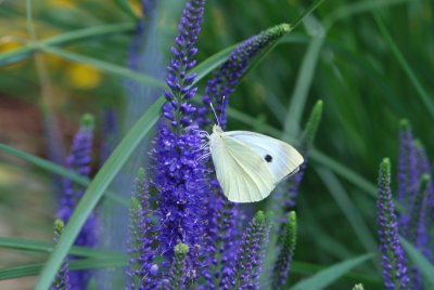 Veronica longifolia - rozrazil dlouholistý